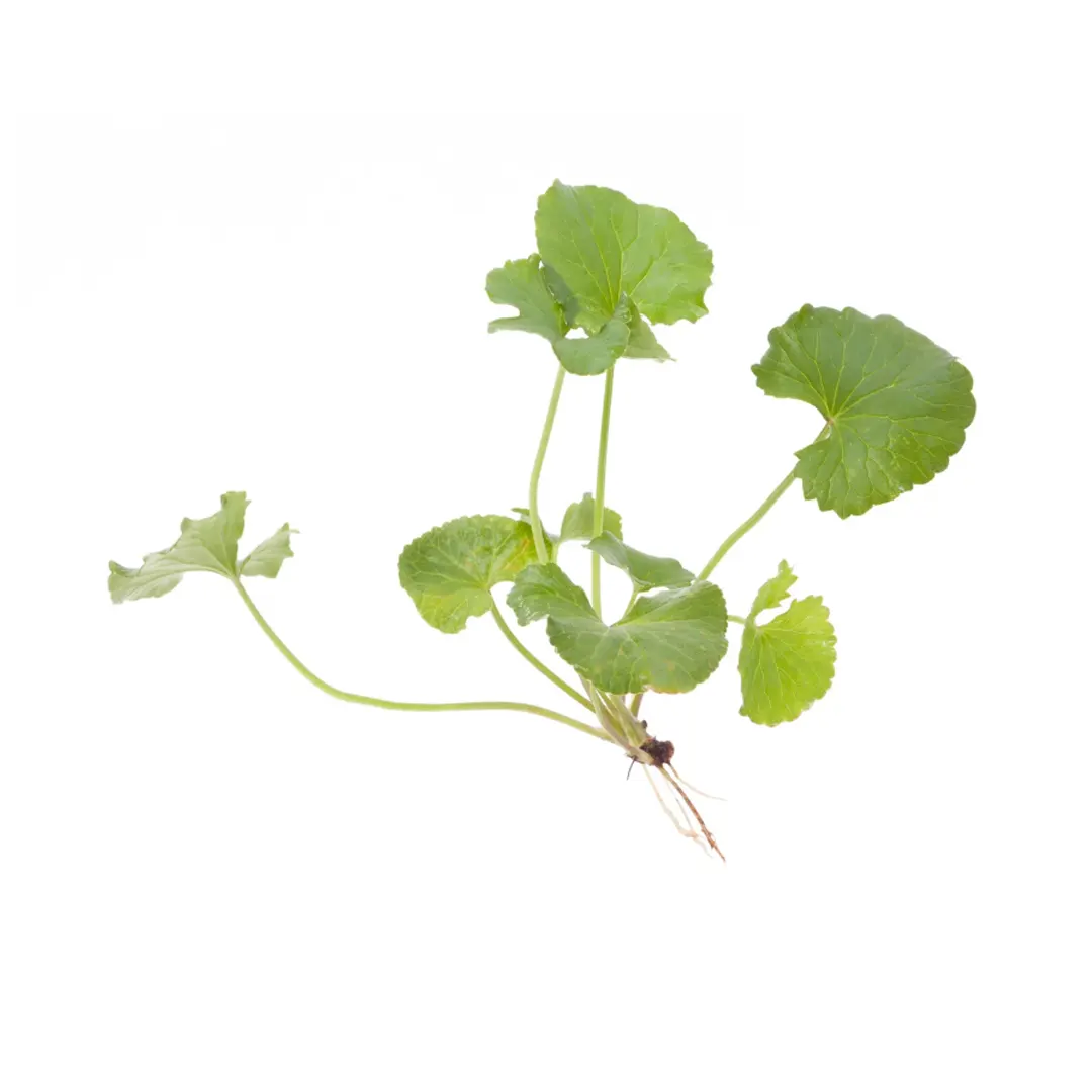 ingredient-main-image